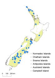 Hypericum involutum distribution map based on databased records at AK, CHR and WELT.
 Image: K. Boardman © Landcare Research 2014 